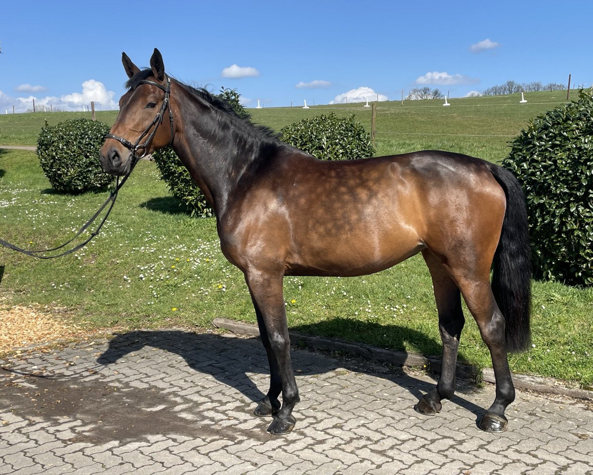 jumper Little Quini H (Holsteiner, 2017, from Lamaze 3)