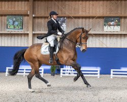 dressage horse Escala 10 (Westphalian, 2016, from Escolar)