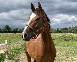 dressage horse Rieemaars Heloise (Oldenburger, 2015, from Lissaro)