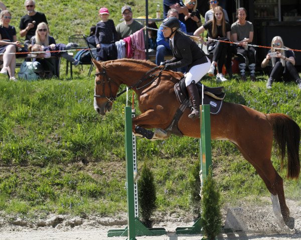 Springpferd Hinshallah (KWPN (Niederländisches Warmblut), 2012, von Inshallah de Muze)