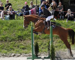 jumper Hinshallah (KWPN (Royal Dutch Sporthorse), 2012, from Inshallah de Muze)