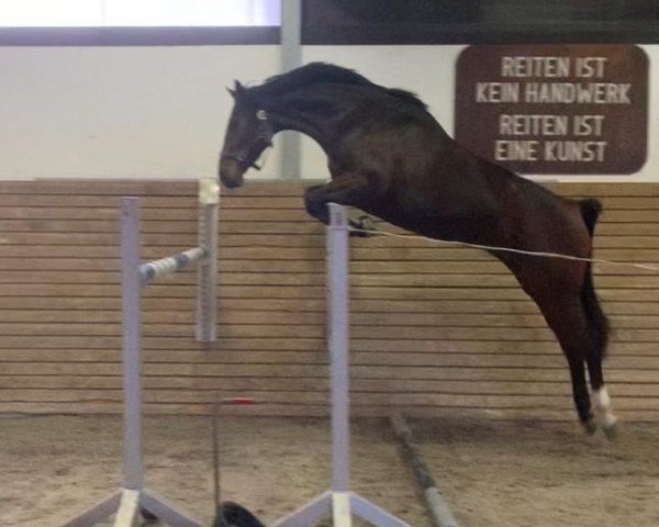 Springpferd Carla 276 (Deutsches Sportpferd, 2018, von Cellestial)