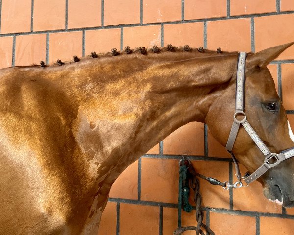 Dressurpferd Peninah Diamond (Deutsches Sportpferd, 2014, von Diamond Hit)