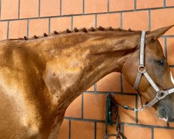 dressage horse Peninah Diamond (German Sport Horse, 2014, from Diamond Hit)