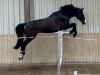 dressage horse Diego 555 (Hanoverian, 2011, from Diarado)