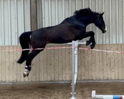 dressage horse Diego 555 (Hanoverian, 2011, from Diarado)