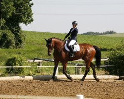 jumper Gianlucca Br (KWPN (Royal Dutch Sporthorse), 2012)