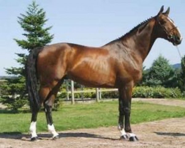 stallion Geronimo de Baugy (Swiss Warmblood, 1994, from Jalisco B)