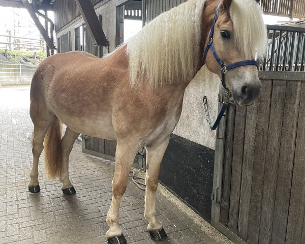 horse Sparky (Haflinger, 2016, from Aleskay)