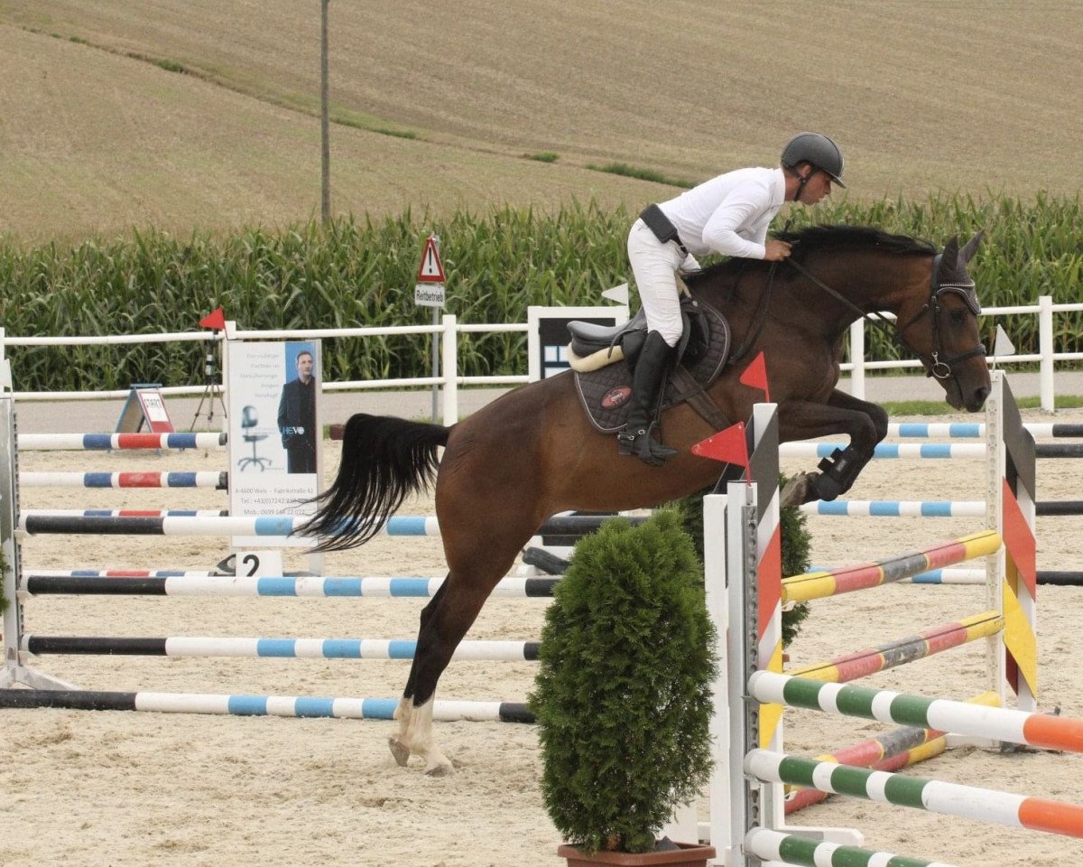 Springpferd Shs Clooney's Valhalla (Westfale, 2013, von Clooney)