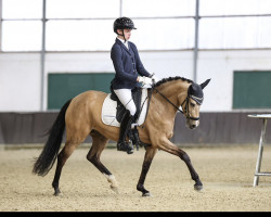 dressage horse Classic Princess G (German Riding Pony, 2019, from Top Champion)