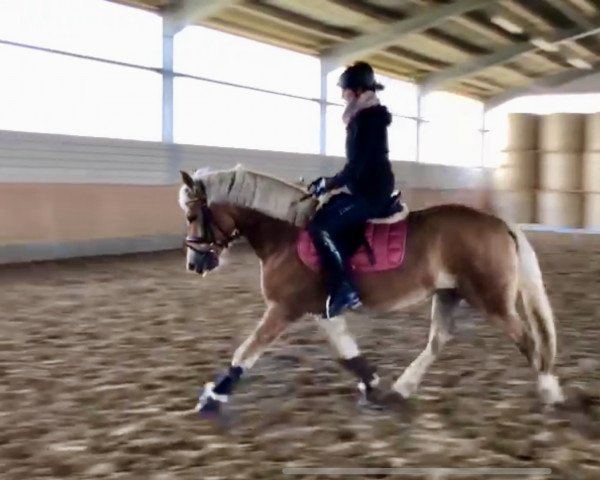 dressage horse Navelle (Haflinger, 2018, from Auryno (3,91% ox))