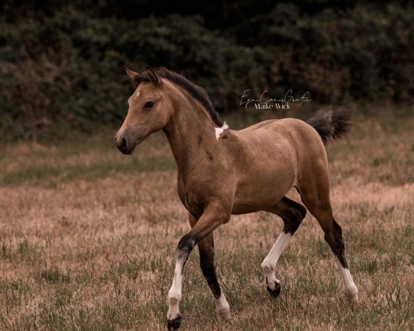 dressage horse Sonatics Caynarée (German Riding Pony, 2022, from Cassini)