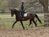 broodmare Violet del Sol (Hanoverian, 2017, from Viscount 22)