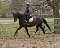 broodmare Violet del Sol (Hanoverian, 2017, from Viscount 22)