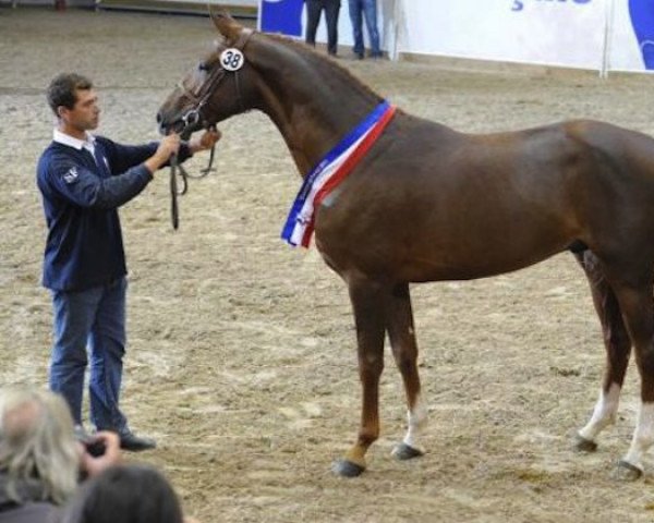 stallion Ultrachic du Temple (Selle Français, 2008, from Luigi D'Amaury)