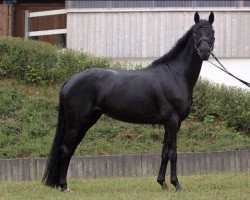 dressage horse Schickeria C (Hanoverian, 2011, from St. Moritz Junior)