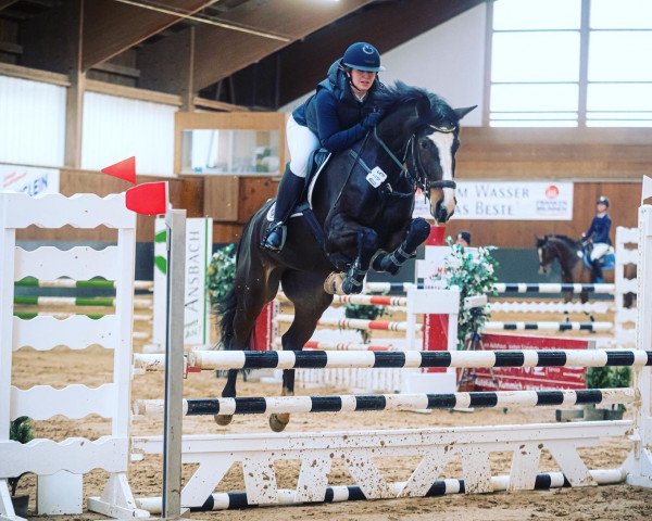 jumper Lexina 4 (German Sport Horse, 2018, from Baccaccio)