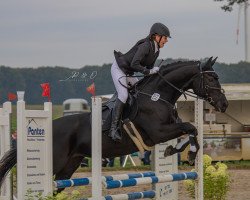 dressage horse Sun Fee (Westphalian, 2013, from Sunday)