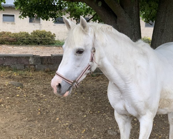 dressage horse Cosina P (German Riding Pony, 2005, from Sir Charles)