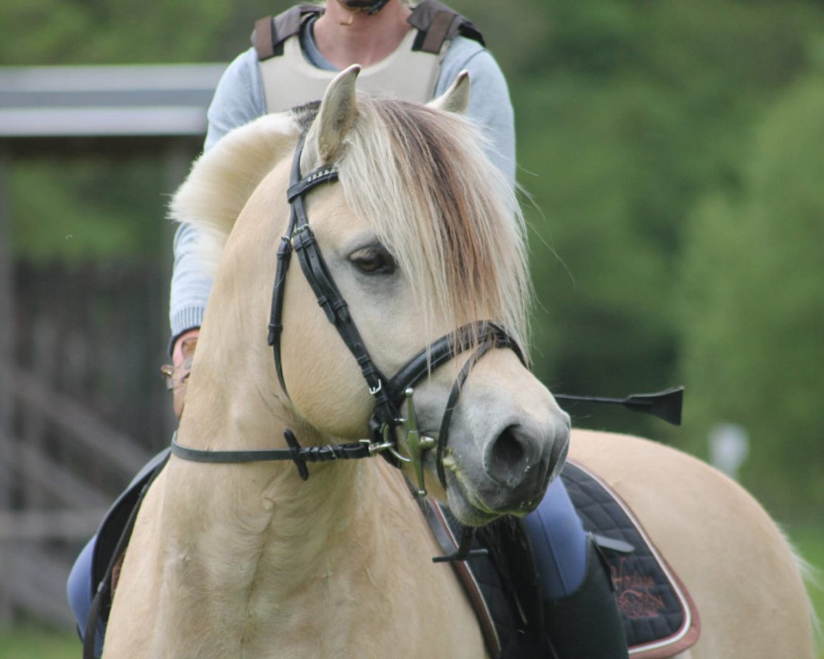 stallion Smokey (Fjord Horse, 2015, from Solfin Skovå)