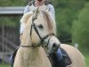 stallion Smokey (Fjord Horse, 2015, from Solfin Skovå)