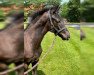 dressage horse Orchard Dacosta (Nederlands Welsh Ridepony, 2002, from Goldwind Empire's Design)