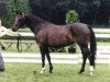 stallion Wester Aikema's Norbert (Nederlands Welsh Ridepony, 1990, from Downland Folklore)