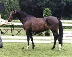 stallion Wester Aikema's Norbert (Nederlands Welsh Ridepony, 1990, from Downland Folklore)