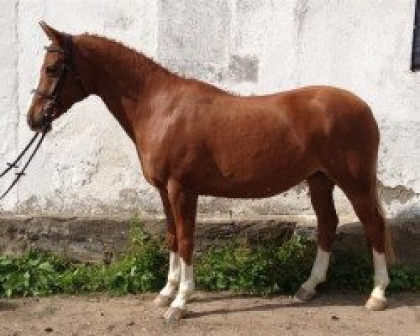 stallion Goldwind Empire's Design (Welsh-Pony (Section B), 1998, from Verona's Bo-Gi)