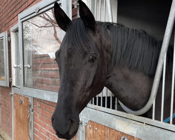 dressage horse For Sunlight (Oldenburg, 2019, from For Romance I)