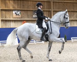 dressage horse Bon Nymphenburg (Oldenburg, 2013, from Bon Bravour)