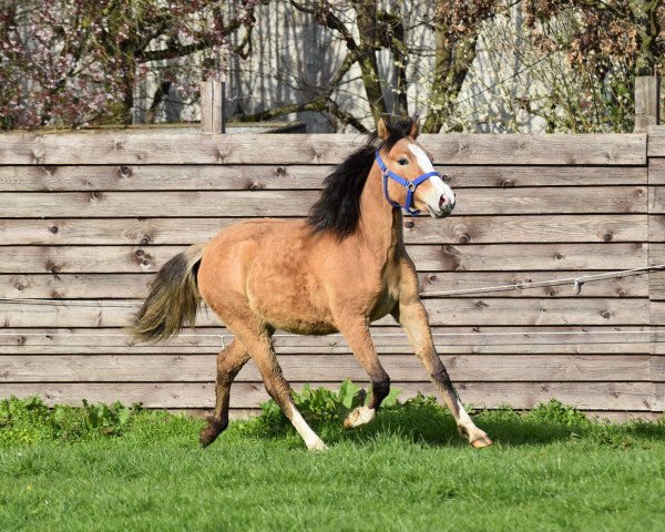 Dressurpferd Gipfelstürmer's Tender Girl Toffee (Deutsches Reitpony, 2022, von Gipfelstürmer)