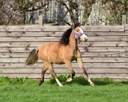 dressage horse Gipfelstürmer's Tender Girl Toffee (German Riding Pony, 2022, from Gipfelstürmer)