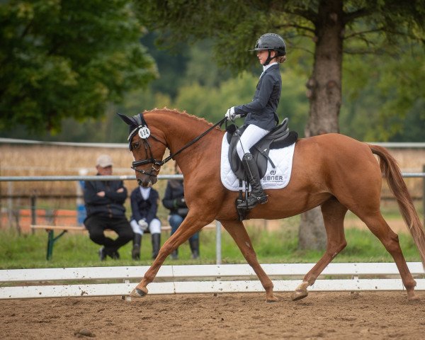 dressage horse Frisingas Haley (unknown,  )