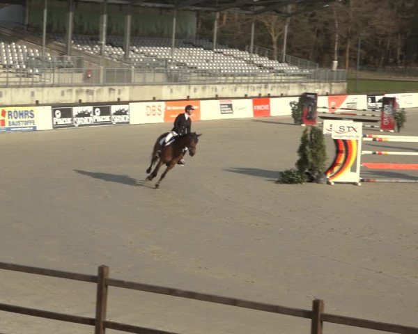 Reitturnier Westergellersen 2023