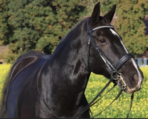 Springpferd Niamhs Delight (Irish Sport Horse, 2005)