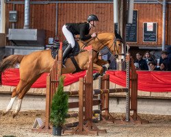 jumper Malibu Sunset (anglo european sporthorse, 2018, from If du Reverdy)