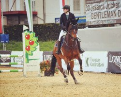 Springpferd Gentleman des Tours (Selle Français, 2016, von Nervoso)