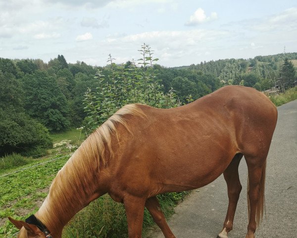 broodmare Dina (German Riding Pony, 1998, from Durello)