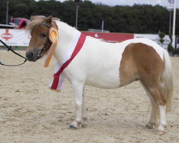 Pferd Belli Paulinchen von Minis on Tour (Shetland Pony (unter 87 cm), 2013, von Bas van Stal de Hestert)