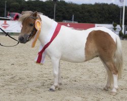 horse Belli Paulinchen von Minis on Tour (Shetland pony (under 87 cm), 2013, from Bas van Stal de Hestert)