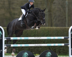 Springpferd Dowan vd Vosberg Z (Zangersheide Reitpferd, 2016, von Dominator 2000 Z)