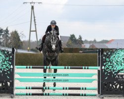 jumper Sage van Heiste (Belgian Warmblood, 2018, from Candy de Nantuel)