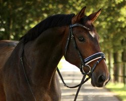 jumper Gouvernante-Utopia (KWPN (Royal Dutch Sporthorse), 2011, from Kimberley)