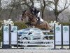 jumper Stp High-Five Dxb (anglo european sporthorse, 2017, from Goldfever 3)