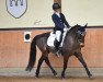 dressage horse Killineen Jack (Irish Sport Horse, 2010)