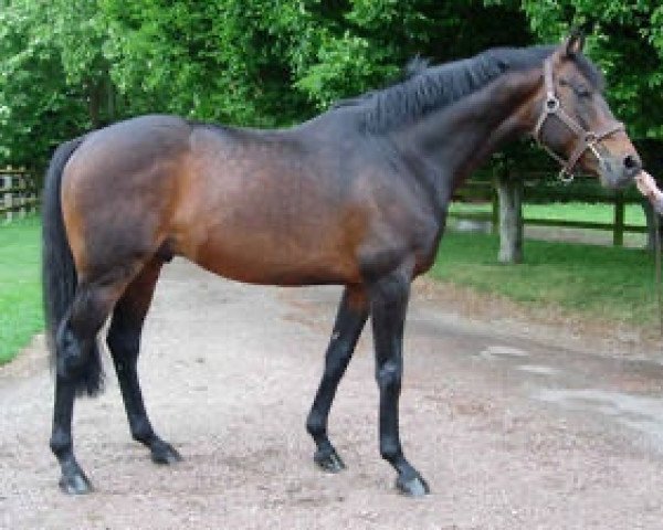 stallion Balko xx (Thoroughbred, 2001, from Pistolet Bleu xx)