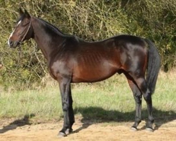 stallion Maresca Sorrento xx (Thoroughbred, 1995, from Cadoudal xx)