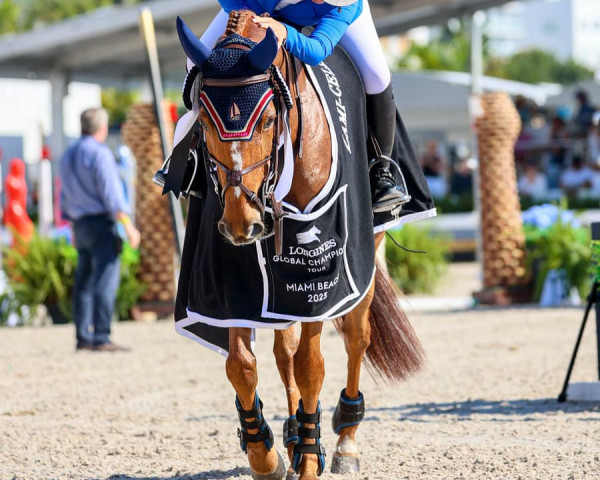 Pferd Colina Sn (Schwedisches Warmblut, 2010, von Colman)